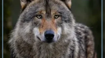 تفسير حلم الذئب يلاحقني لابن سيرين