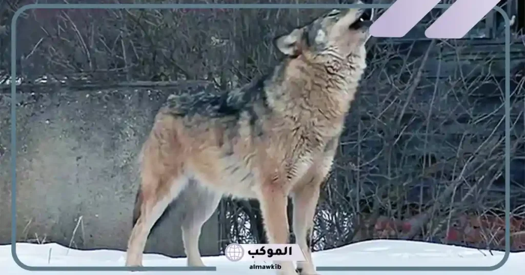 تفسير حلم الذئب يلاحقني للمتزوج