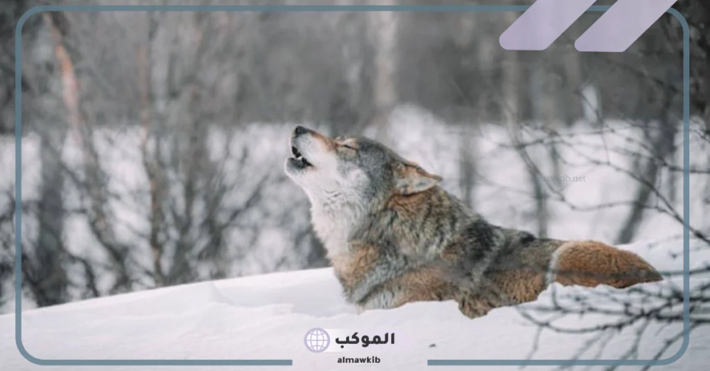 التخلص من الذئب في المنام 