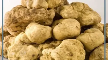 تفسير حلم الفقع للعزباء 1