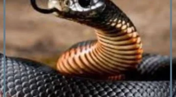 تفسير حلم الكوبرا السوداء وقتلها