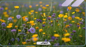 تفسير حلم المشي في أرض مزروعة