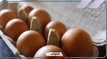 تفسير حلم جمع البيض الكثير من الأرض