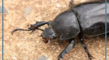 تفسير حلم حشرات سوداء تمشي على جسمي