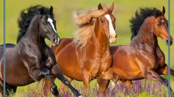 تفسير حلم خيل بني