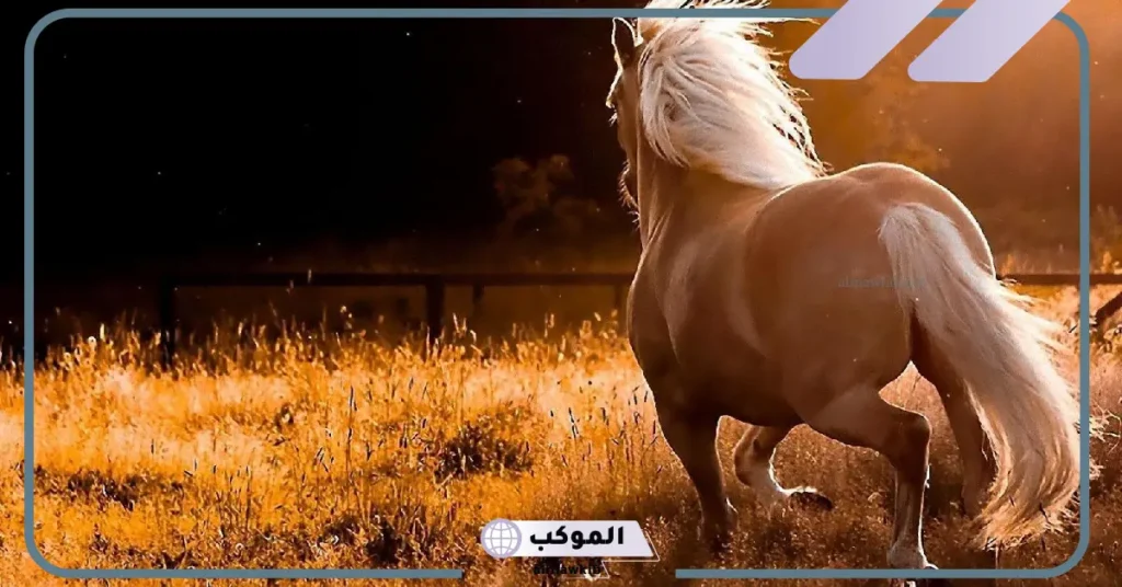 تفسير حلم ركوب الخيل للعزباء