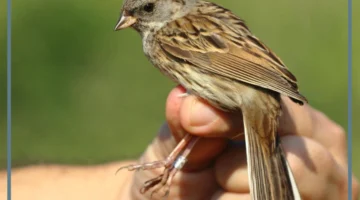 تفسير حلم رؤية عصفور جميل في المنام