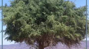 تفسير حلم شجرة السدر في البيت