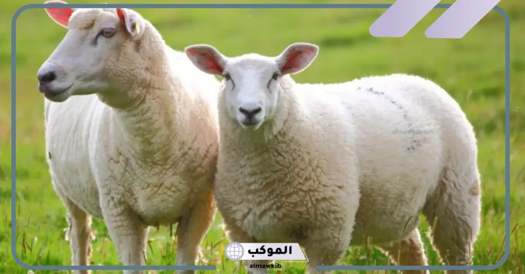 تفسير حلم شراء الغنم في المنام للرجل والمرأة المتزوجة 5 تفسير حلم شراء خروف أبيض