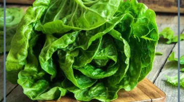 تفسير حلم شراء الخس في المنام