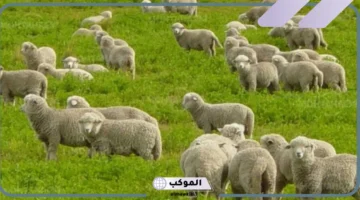 تفسير حلم شراء خروف أبيض