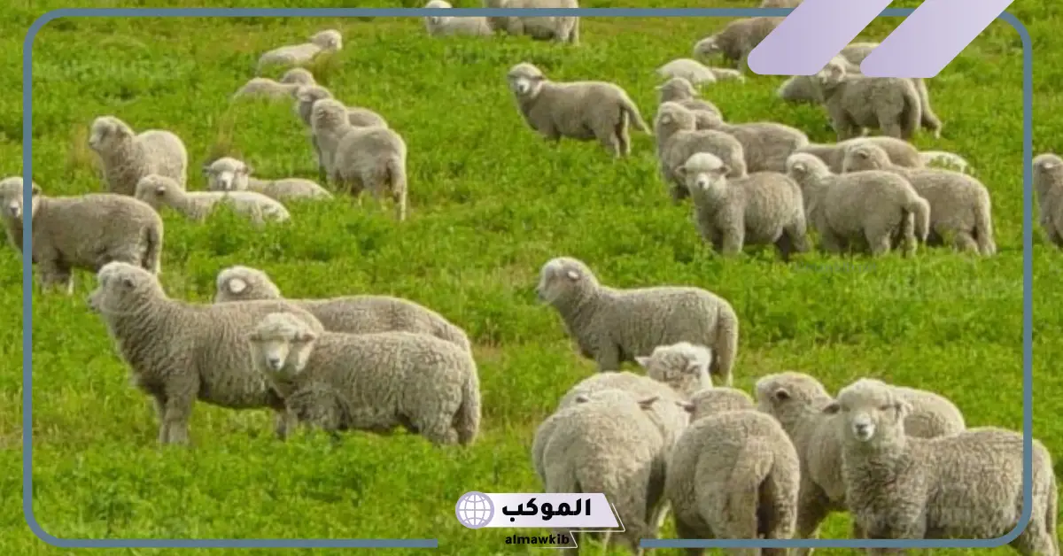 تفسير حلم شراء خروف أبيض