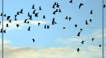 تفسير حلم صيد الحمام بالبندقية