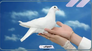 تفسير حلم مسك الحمامة في المنام للعزباء