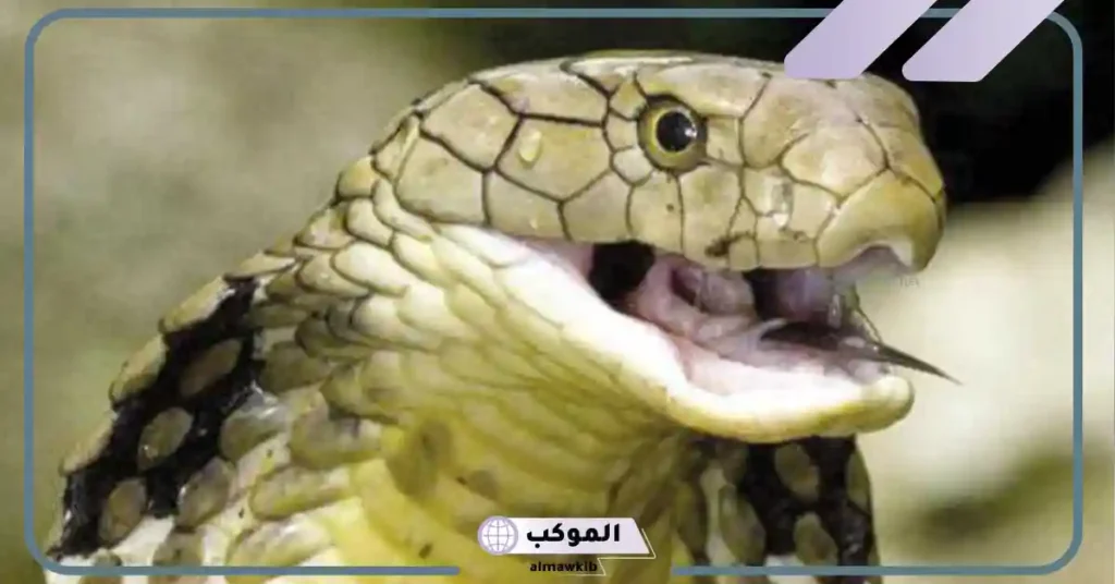 تفسير حلم الثعبان بعد الفجر