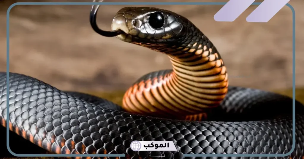 تفسير حلم ثعبان يلاحقني ولم يلدغني