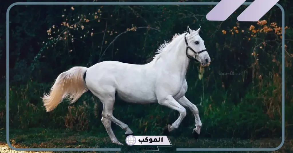 تفسير حلم ركوب الخيل للرجل