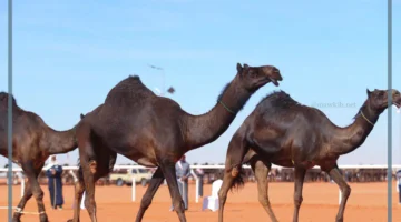 تفسير لحم الإبل