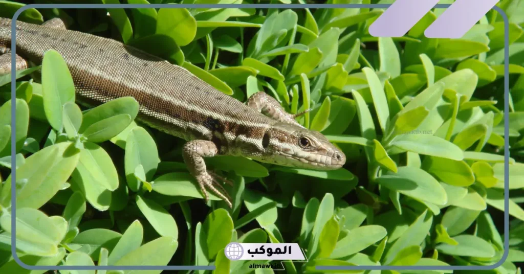 رؤية الوزغ في المنام للعزباء