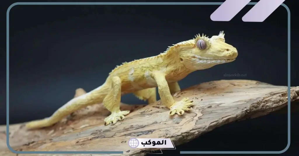 تفسير حلم البعرصي بالحلم للرجل والمرأة لابن سيرين 5 هجوم الوزغ في المنام للمتزوجة