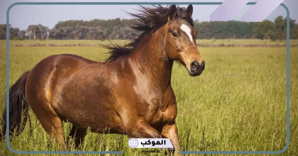 تفسير حلم حصان بني للمتزوجة