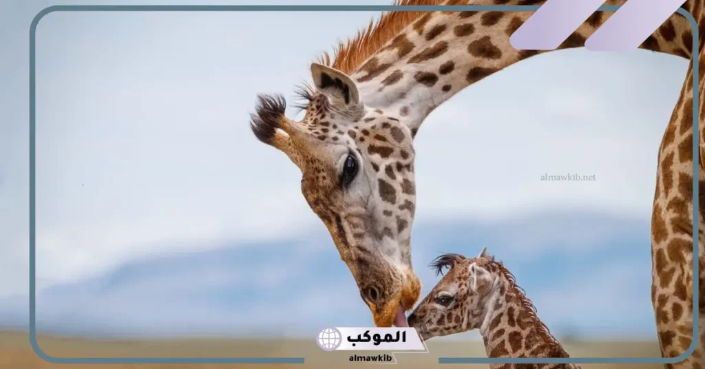 تفسير رؤية الزرافة في المنام للمتزوجة