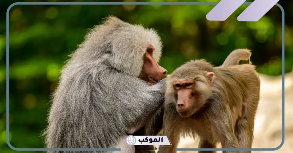 رؤية القرد في المنام للمتزوجة الحامل