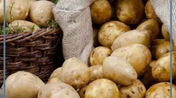 تفسيرات رؤية البطاطس في المنام