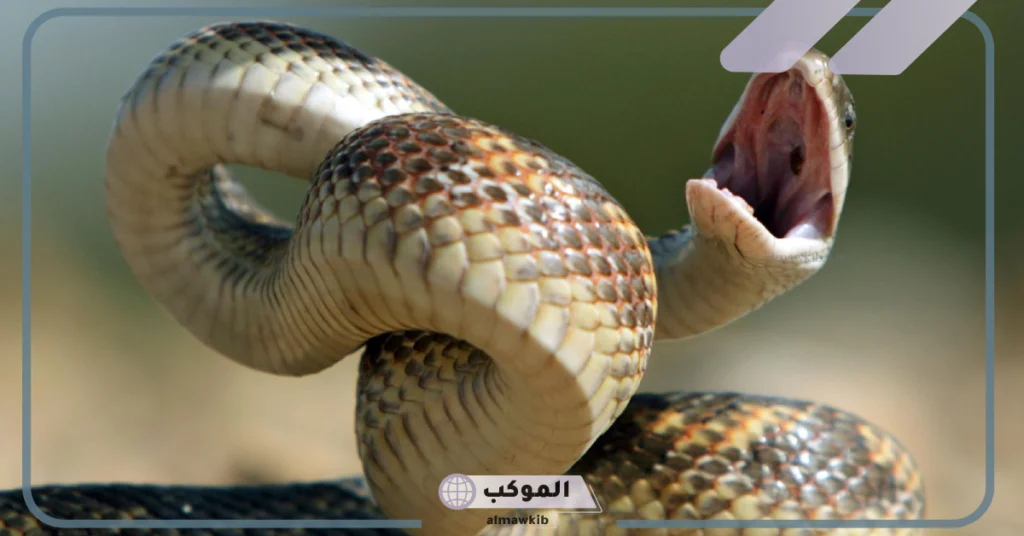 تفسير حلم لدغة الثعبان في اليد بدون ألم 