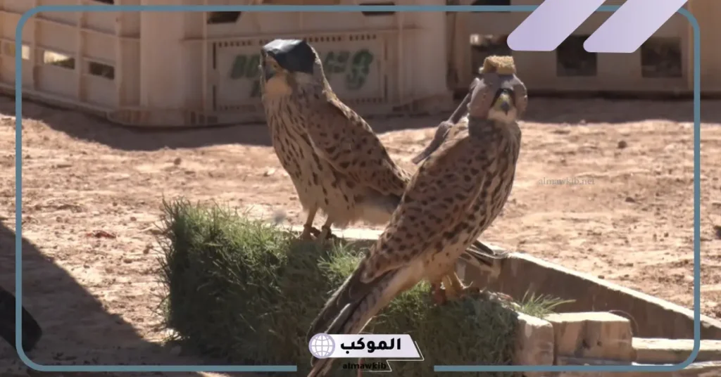 مواصفات طير الحوران