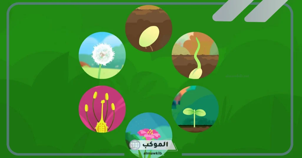 دورة حياة النبات للاطفال بالإنجليزي.. العوامل المؤثرة في دورة حياة النبات 6 العوامل المؤثرة في دورة حياة النبات