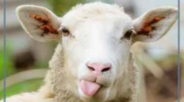 حلم الذبيحة في المنام