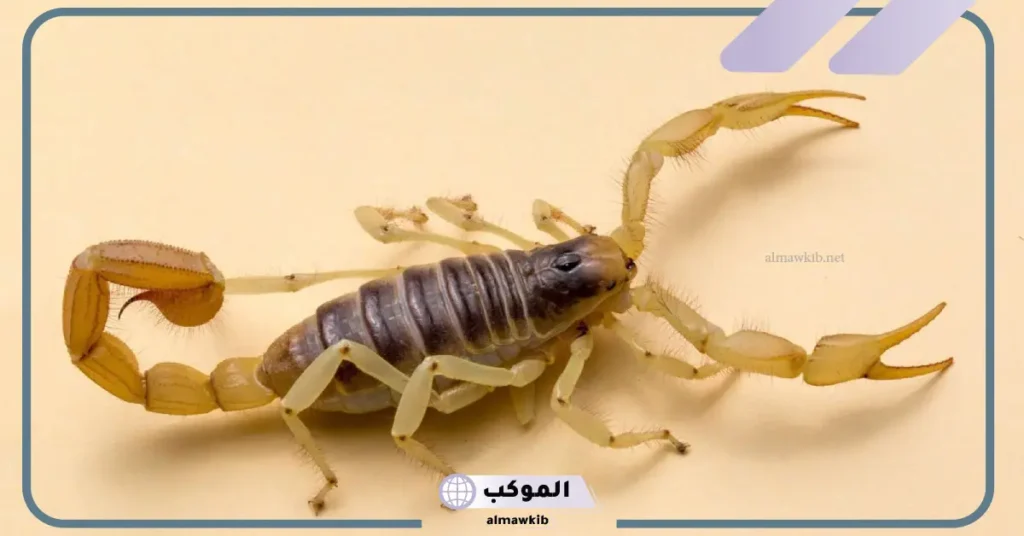 تفسير حلم العقرب الأسود للرجل