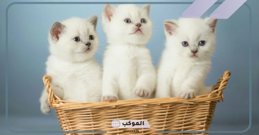 تفسير حلم القطة البيضاء للعزباء في المنام لابن سيرين والهجوم 6 تفسير حلم القطة البيضاء الصغيرة