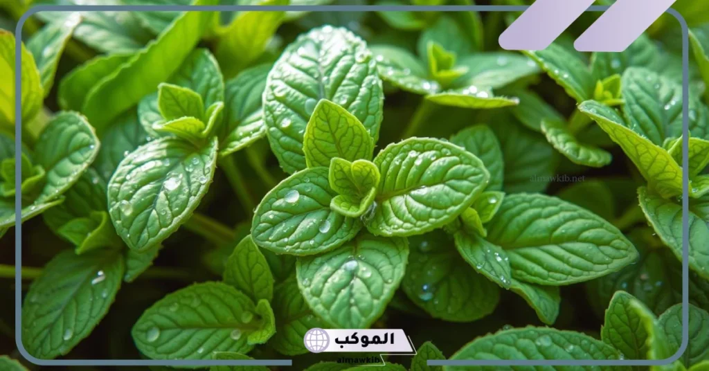 رؤية النعناع في المنام للعزباء