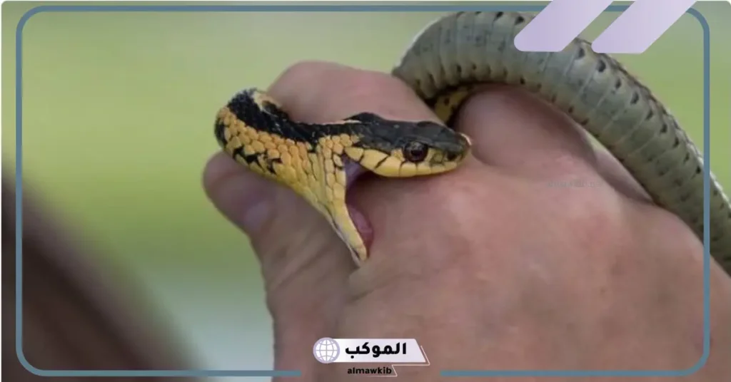 حلم لدغة الثعبان في اليد اليسرى