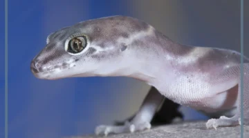 حلم هروب الوزغ