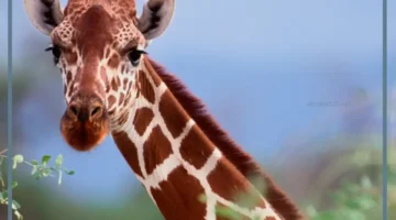 حلمت بزرافة