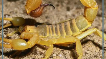 حلمت بعقرب اصفر