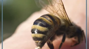 حلمت بقرصة النحلة