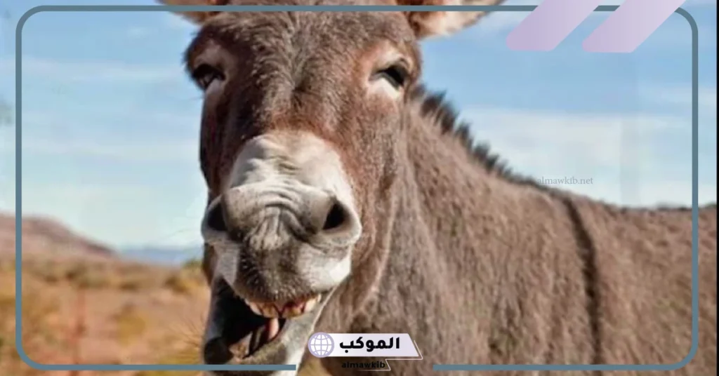 اسم صوت الحصان