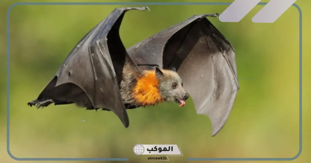 ماذا يأكل الخفاش 