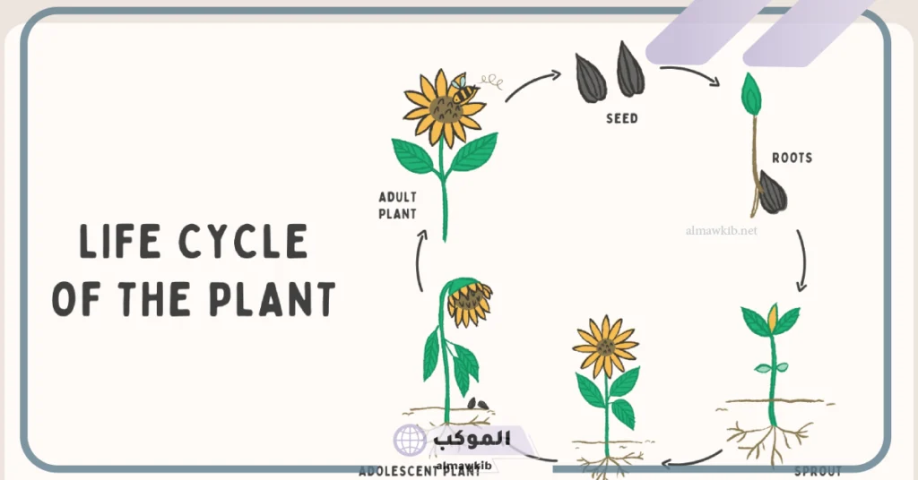 دورة حياة النبات للاطفال بالإنجليزي.. العوامل المؤثرة في دورة حياة النبات 5 دورة حياة النبات للاطفال بالانجليزي
