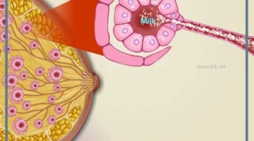 خفض مستويات هرمون الحليب