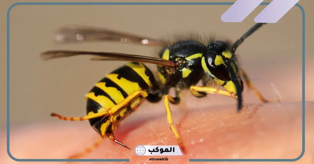 تفسير حلم الدبور في المنام ولدغته للعزباء والمتزوجة والرجل المتزوج لابن سيرين 5 الهروب من الدبور في المنام للمتزوجة