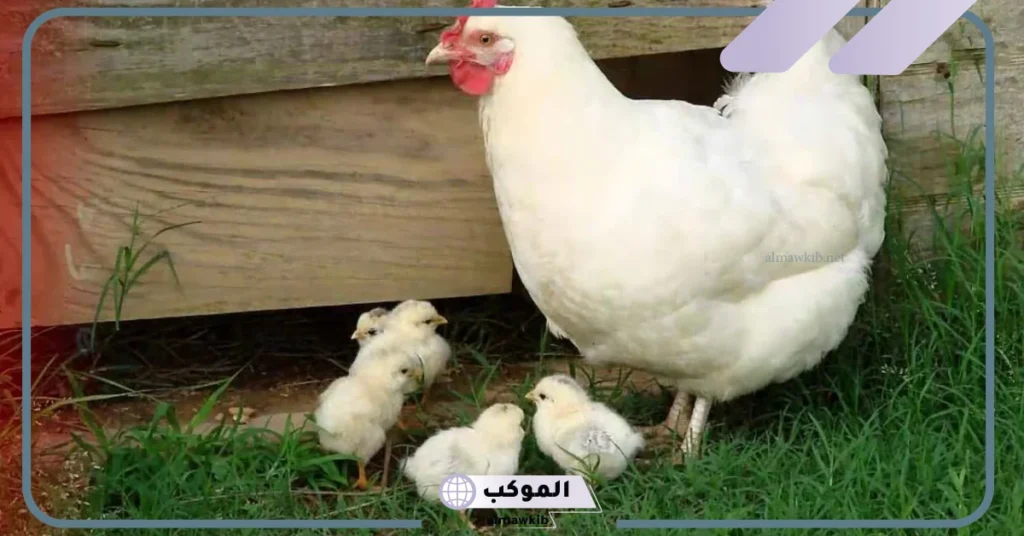 رؤية الدجاج في المنام للرجل