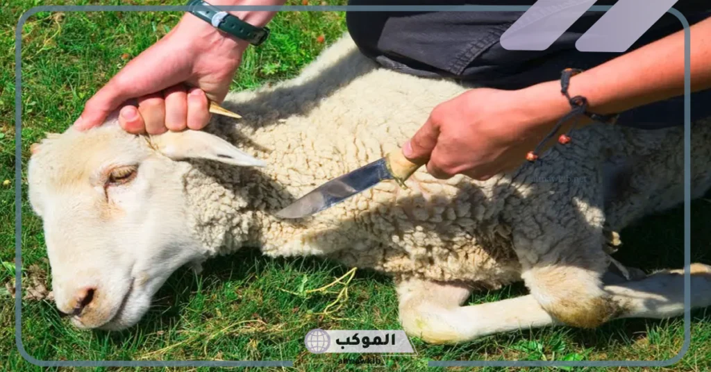 تفسير حلم رؤية الذبيحة في المنام مسلوخة للمتزوجة لابن سيرين 6 رؤية الذبيحة المسلوخة في المنام