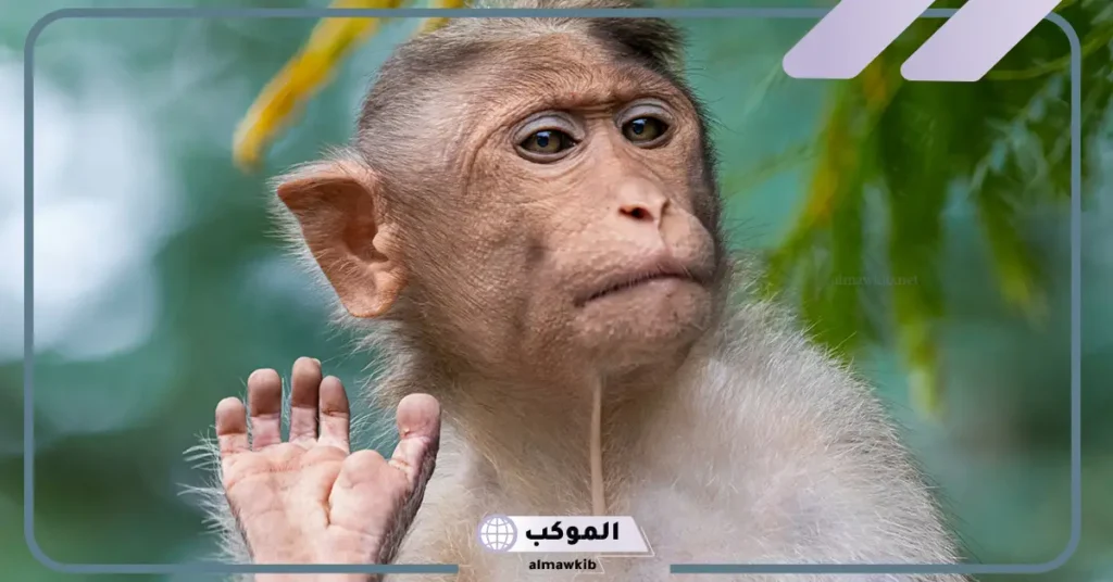 رؤية القرد في المنام للمتزوجة الحامل