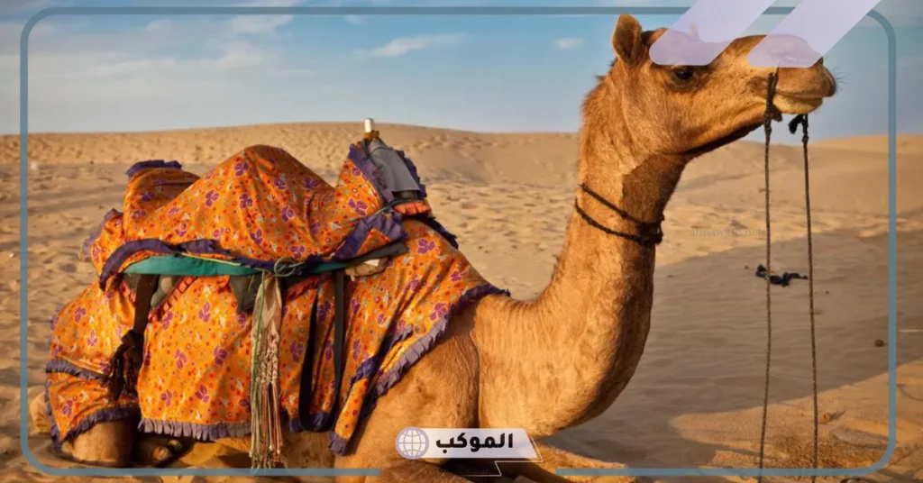 تفسير حلم الناقة للرجل 