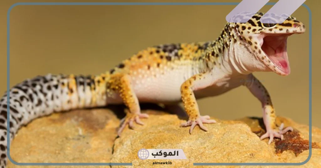 مطاردة الوزغ في المنام 